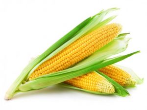 corn-537x402